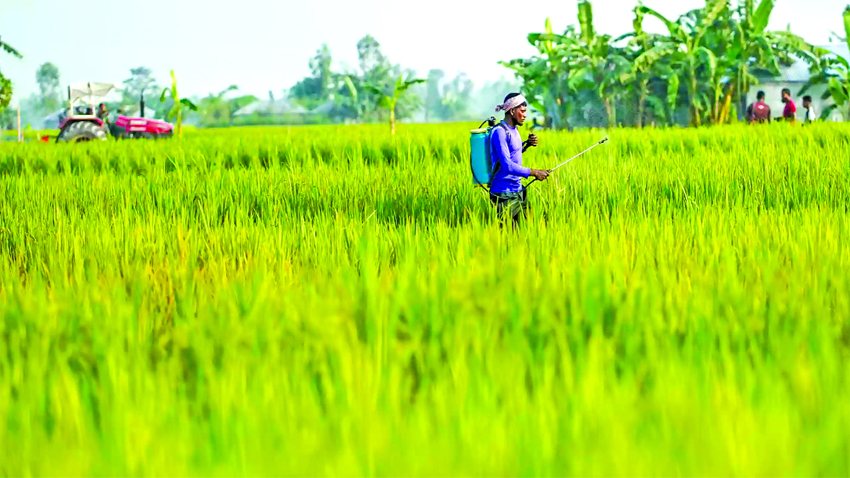 Teesta char farmers battle water woes to survive