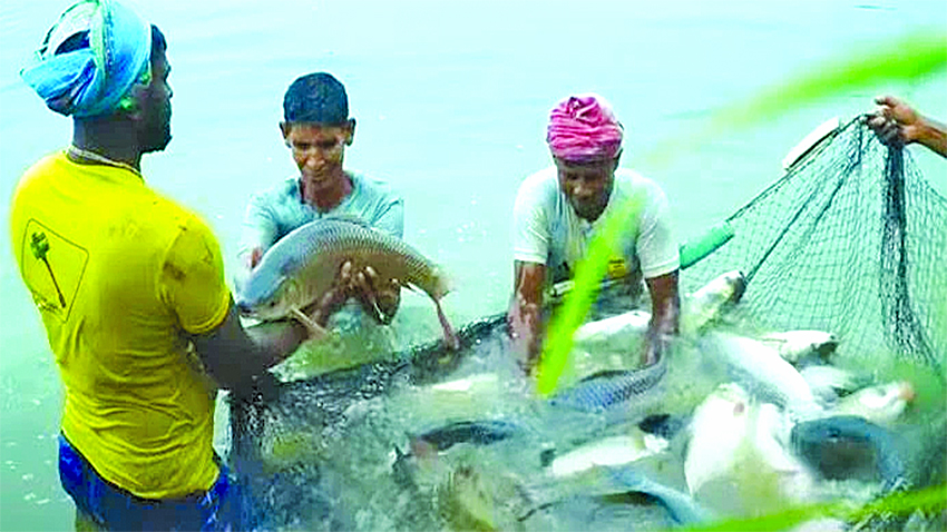 Bangladesh witnesses revolution in fish farming amid fall in natural production