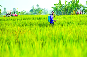 Teesta char farmers battle water woes to survive
