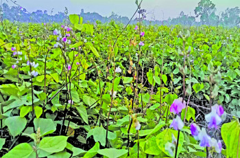 Early winter vegetables bring new hopes to northern farmers